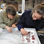 Sorting micronekton. 📷 Svenja Halfter