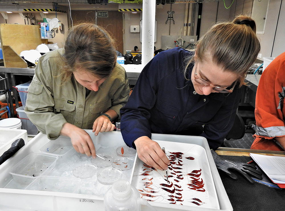 Sorting micronekton. 📷 Svenja Halfter