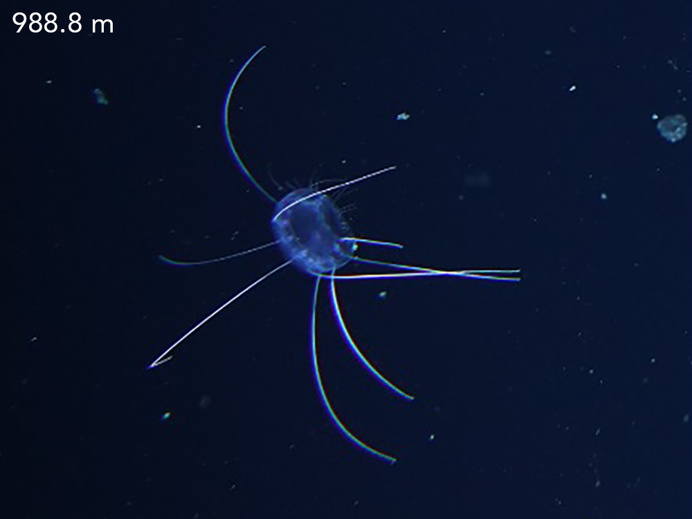 A jellyfish captured by the PLAOS camera.