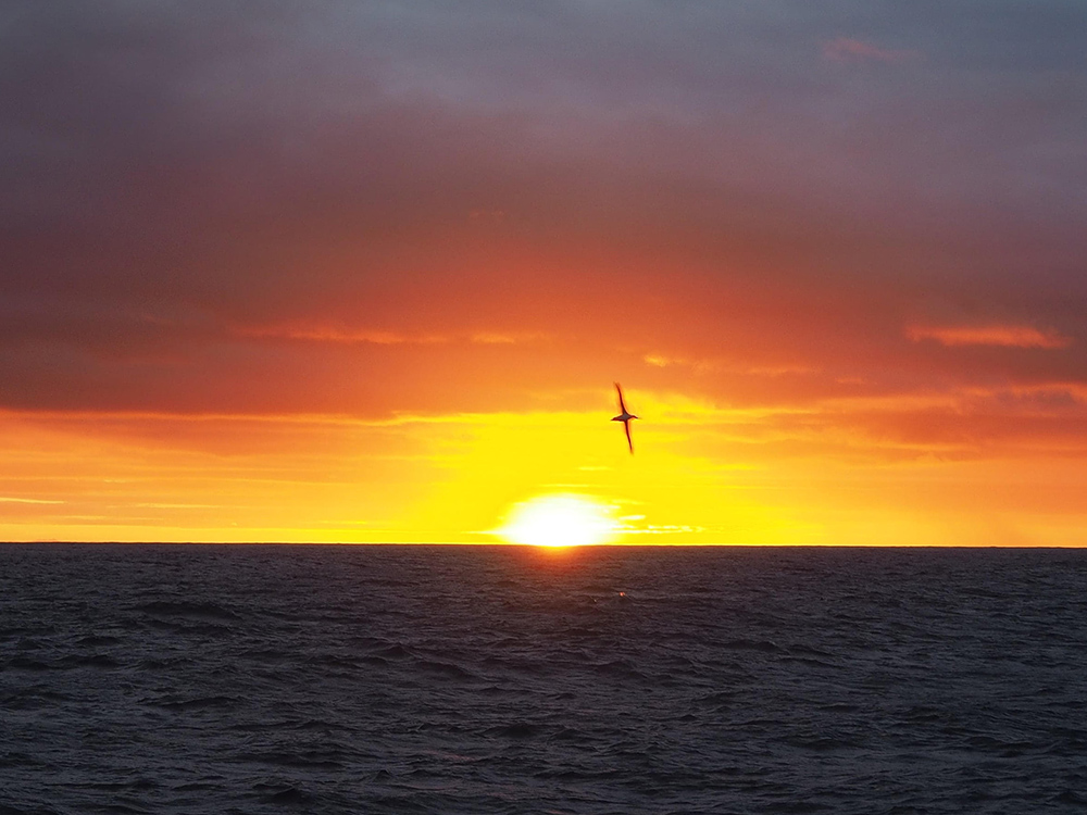An albatross soaring at sunset. 📷 Insesa Corney