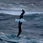 A wandering albatross. 📷 Jakob Weis