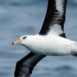 A young black-browed albatross glaring at me as it sweeps past the ship.  📷 David Green