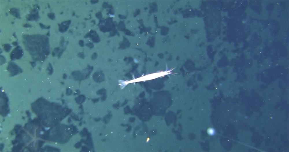 The first krill of the TEMPO voyage, at 1000 metres deep, captured on a camera attached to the CTD instrument. Photo: So Kawaguchi
