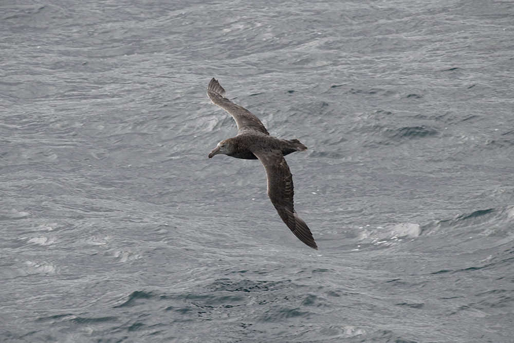 A giant petrel shows off its 1m wingspan. Photo: Francis Chui