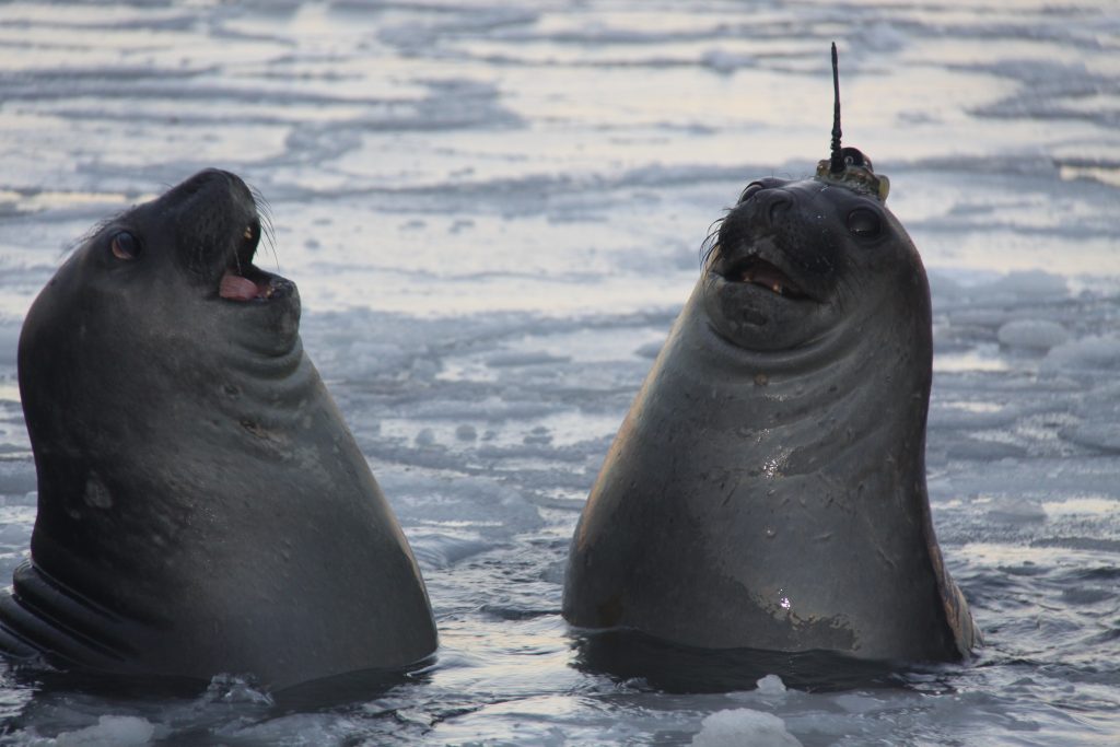 two young elephant seals in icy water, one with sensor atached to head