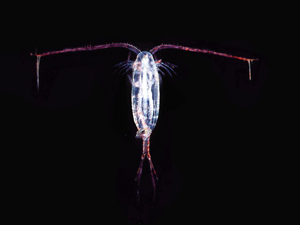 microscope photo of a copepod, a type of zooplankton