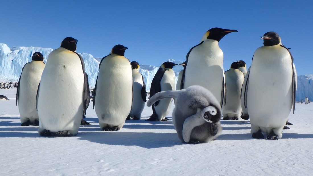 Antarctica's emperor penguins could be extinct by 2100 – and other species  may follow if we don't act