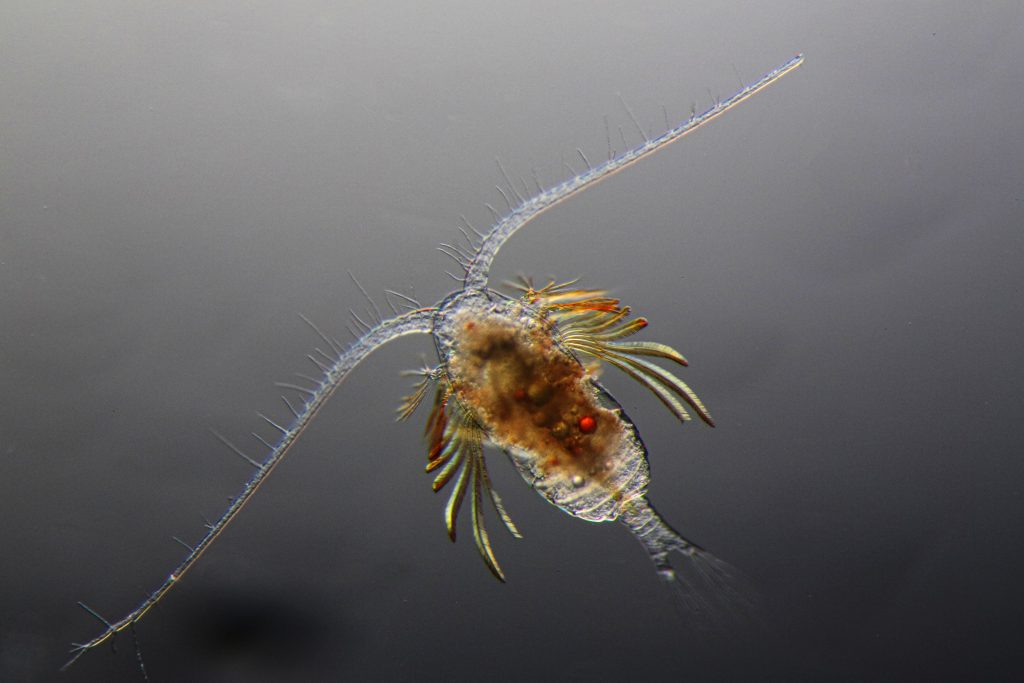 zooplankton in ocean