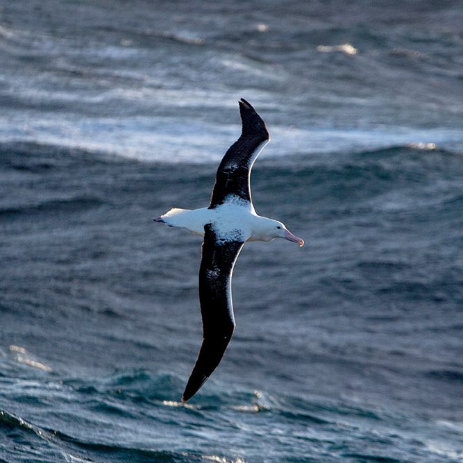 A wandering albatross. 📷 Jakob Weis